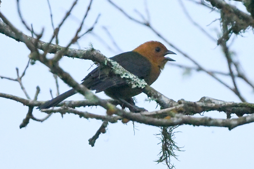 Ochre-breasted Brushfinch (Atlapetes semirufus), photo 5