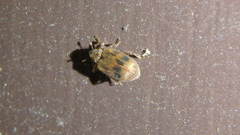 Orchestes steppensis