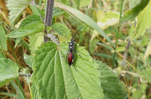Ichneumon melanotis