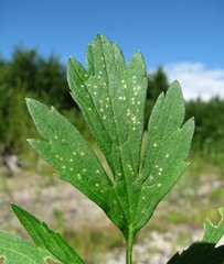 Entyloma