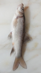 Luciobarbus callensis