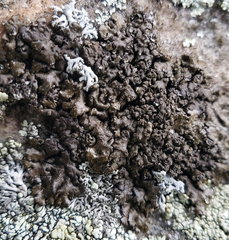 Montanelia tominii