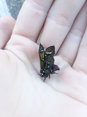 Chrysocale principalis