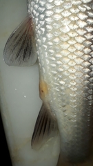 Luciobarbus callensis