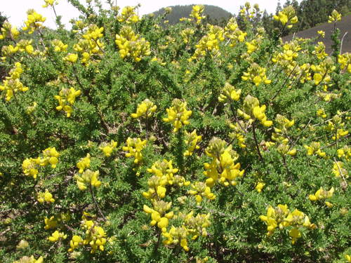 Image of Adenocarpus foliolosus by no rights reserved