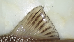 Luciobarbus callensis