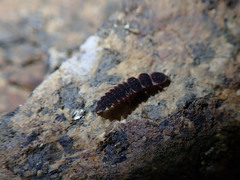 Microphotus angustus