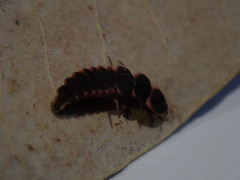 Microphotus angustus