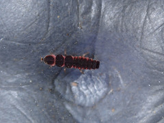 Microphotus angustus