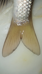 Luciobarbus callensis