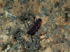 Microphotus angustus