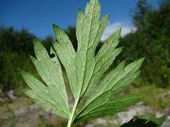 Entyloma