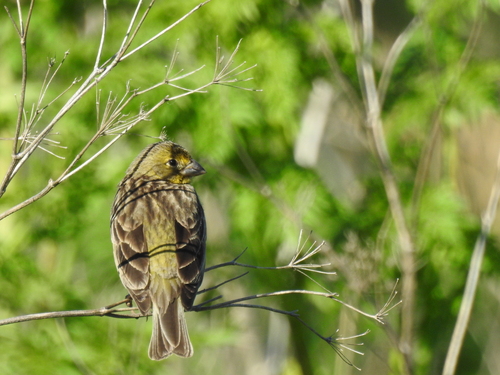 Grassland Yellow Finch (Sicalis luteola), photo 4