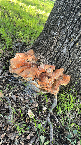 iNaturalist observation photo of Western Hardwood Sulphur Shelf