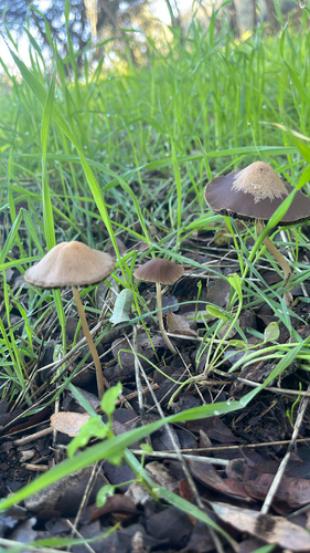 iNaturalist observation photo of Brittlestems and Allies