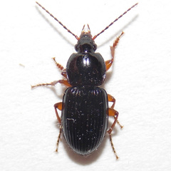 Pterostichus commutabilis