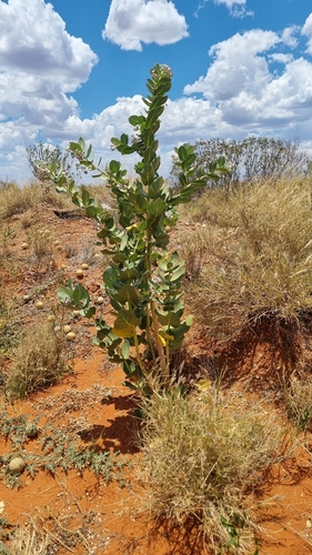 giant milkweed