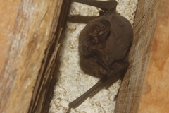 Nyctinomops laticaudatus