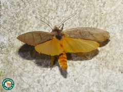 Timocratica