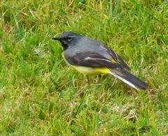 Motacilla cinerea patriciae