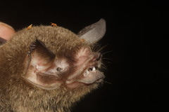 Pteronotus mesoamericanus