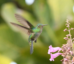 Chrysuronia coeruleogularis
