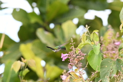 Chrysuronia coeruleogularis