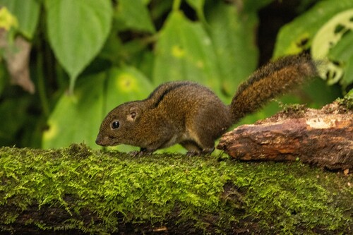 Niobe Ground Squirrel