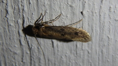 Niditinea orleansella