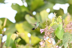 Chrysuronia coeruleogularis