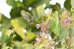 Chrysuronia coeruleogularis