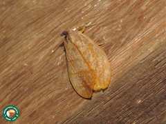 Timocratica meridionalis