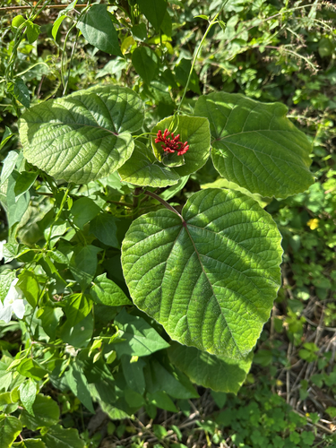 Clerodendrum speciosissimum observed 2025-11-24