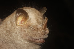 Chiroderma villosum