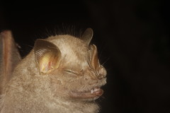 Chiroderma villosum