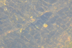 Hypostomus