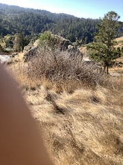 Toxicodendron diversilobum