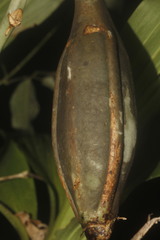 Catasetum integerrimum