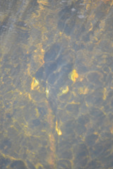 Hypostomus