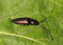 Ctenicera cuprea