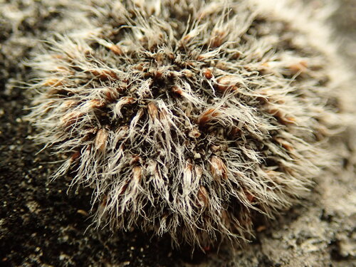 Grimmia plagiopodia, 2025-11-19