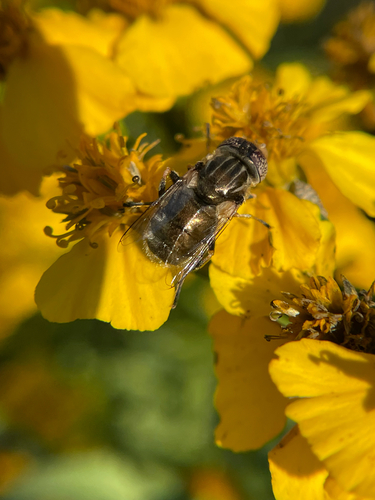 Unknown species found near Fall Cedar Dr, Fort Worth, TX, US