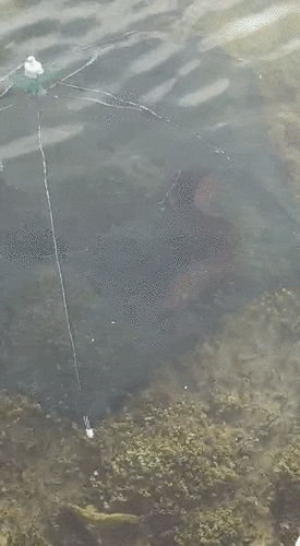 Mediterranean Moray