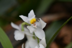 Cuitlauzina pulchella