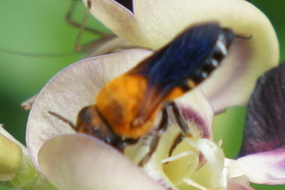 Shadow-winged Resin Bee photo 2