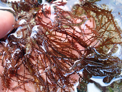 Vidalia colensoi
