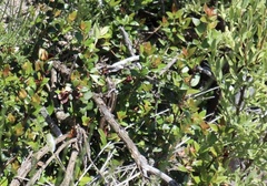 Liolaemus cyanogaster