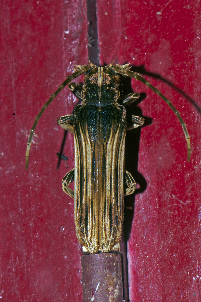 Xylorhizini