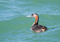 Podiceps major