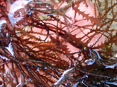 Vidalia colensoi